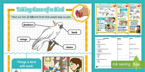 KS2 All about Garden Birds Reading Comprehension Activity