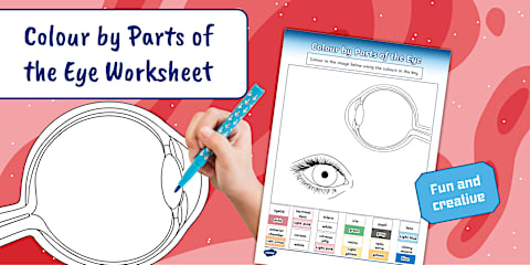 Parts of the Eye Worksheet