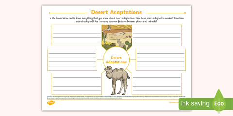 Desert Animal Adaptations Activity Sheet