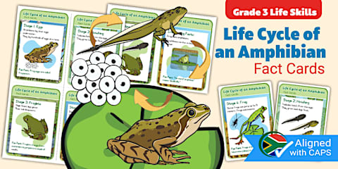Grade 3 Life Skills Term 2 Life Cycle of an Insect (Butterfly) Fact ...