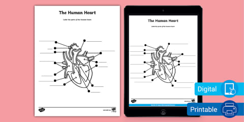 The Human Heart Reading Worksheet for 3rd-5th Grade