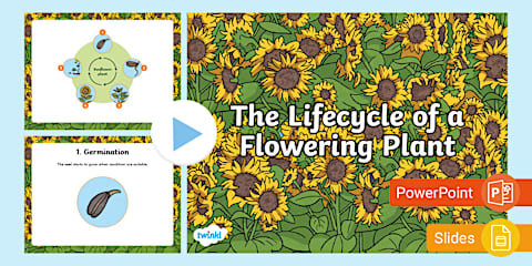 The Life Cycle of a Flowering Plant Poster for 3rd-5th Grade