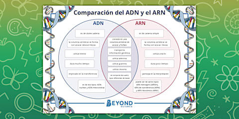 Fichas de actividad: ADN, cromosomas y genes - Secundaria
