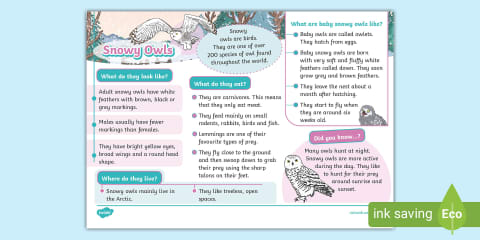Snowy Owl Fact File Template