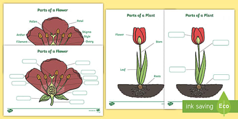 Parts of a Flowering Plant Cut and Stick Worksheet