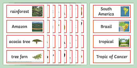 Layers of the Rainforest Display Pack