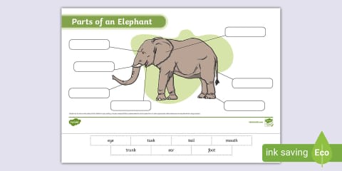 Parts of African Animals Cut and Paste Worksheets