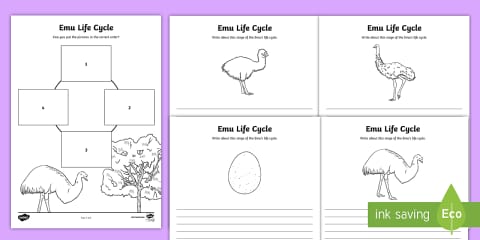 Life Cycle of an Emu Display Poster
