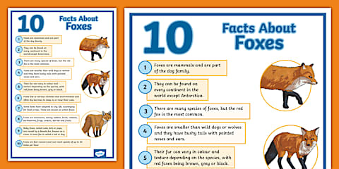 KS1 Foxes Fact File