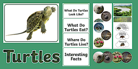 Turtle Display Classroom Turtle Class Display Posters