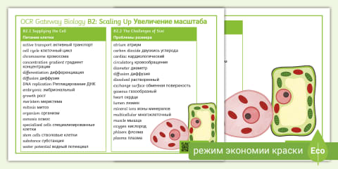 Biology Topic B3 Organism Level Word Mat with Russian translation
