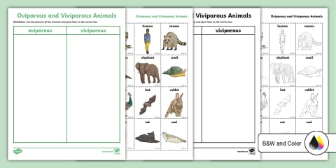 Oviparous and Viviparous Interactive Sorting Activity