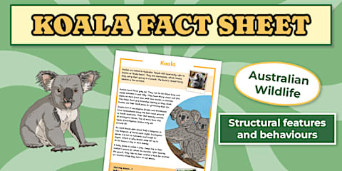 Australian Animals Koala Resource Pack