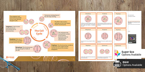 Cell Cycle and Stages of Mitosis Matching Worksheet for 6th-8th Grade