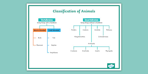 Classifying Living Things Display Banner