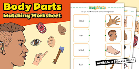 ESL Parts of the Body Worksheet [Kids, A1]