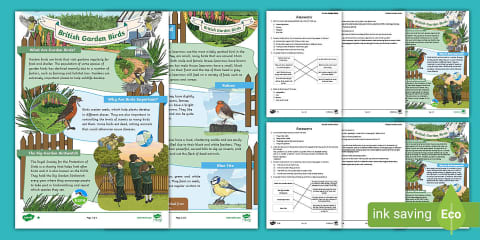 KS1 British Garden Birds Reading Comprehension Activity
