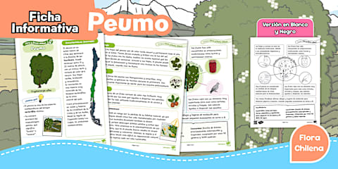 Ficha Informativa Flora Chilena: Algarrobo
