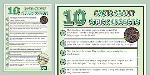 Stick Insect Folding Life Stages Template