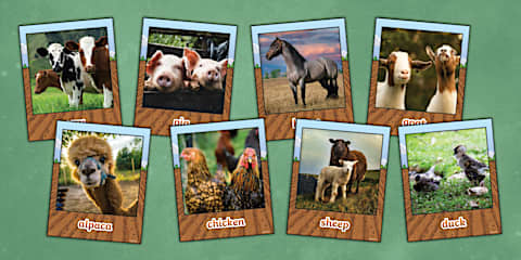 Farm Animals Photo Display Poster