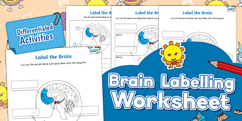 A Parent Guide to the Hand Model of the Brain