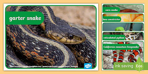 Snake Queue Display Snakes Display Pack