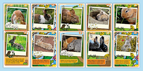 Rabbit Breeds Display Posters