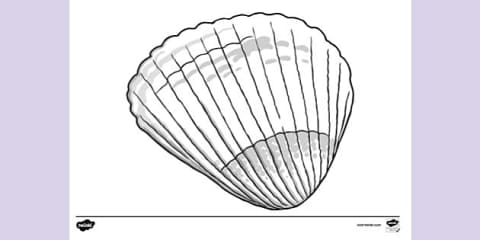 Auger shell colouring sheet