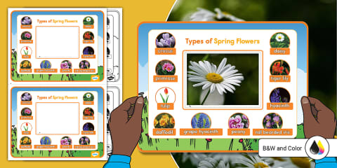 Portable Spring Wildflower Identification Frame Viewer