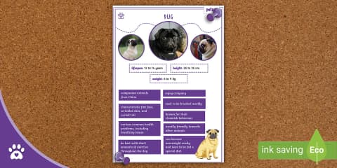 Parts of the Body of a Pug - Labelling Activity