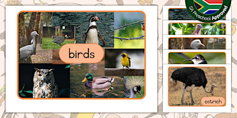 Preschool: Birds - Big Words Definitions Poster