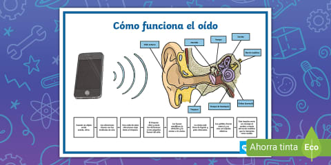 Sopa de letras interactiva: El oido y la audición