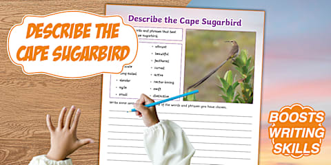 Intermediate Phase Home Language - Safari - Alliteration Worksheet ...