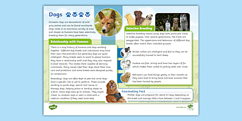 The History of Dogs Fact File