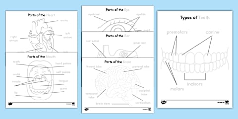 Parts of the Eye Trace and Color Worksheet for K-2nd Grade