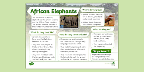 Elephants Mind Map