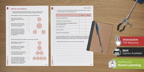 Cell Cycle and Stages of Mitosis Matching Worksheet for 6th-8th Grade