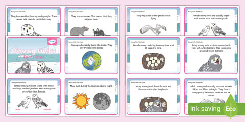 Life Cycle of a Barn Owl Fact File