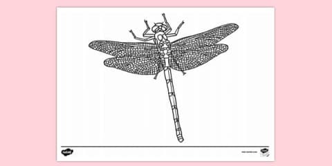 Dragonfly Folding Art Template
