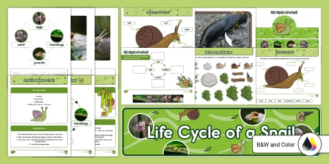 PK-K Life Cycle of a Snail Cut and Paste Worksheet