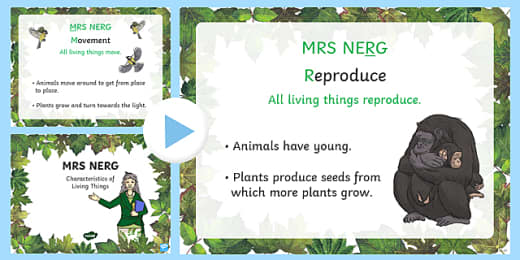 Free Mrs Nerg Characteristics Of Living Things Flash Cards