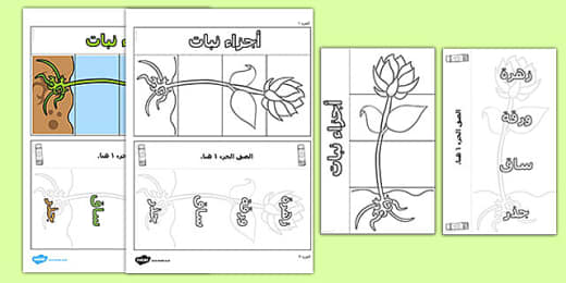 قصص عن اجزاء النبات للأطفال قصة أجزاء النبات وقصة نبات لا ي صدق موقع معلومات