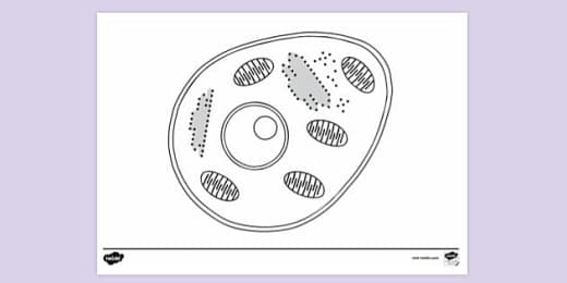 Free Typical Plant Cell Colouring Sheet Colouring Sheets