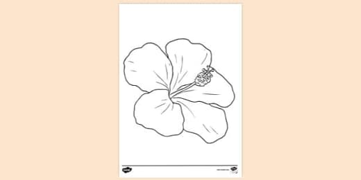 Free Printable Hibiscus Flower Colouring Page Colouring Sheets