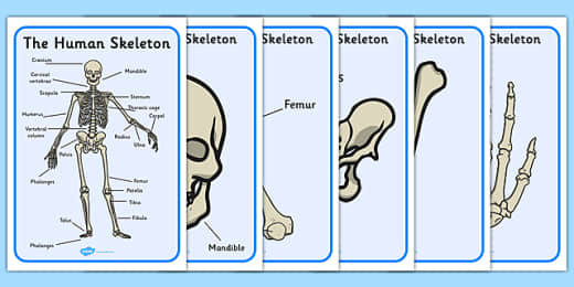 Human Skeleton Labelling Sheet Human Body Bones