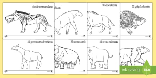 62 Top Animali Teaching Resources