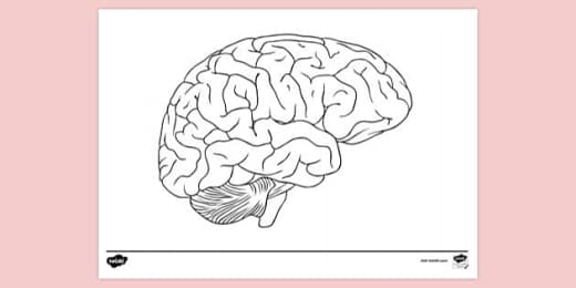 Brain Warm Up Before Tests Primary Resources