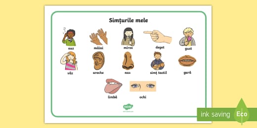 Cele Cinci Simțuri Planșe Teacher Made