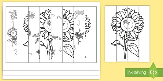 38+ Night And Day Agamograph Template Pdf Gif