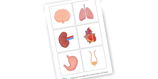 human organs cards ks2 science the human body my body